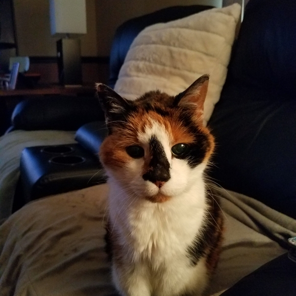 Live show Flyer- LIKE TO BE NOTIFIED WHEN I GO LIVEABSOLUTELY NO CANCELLATIONS!! - Picture 10 of 13